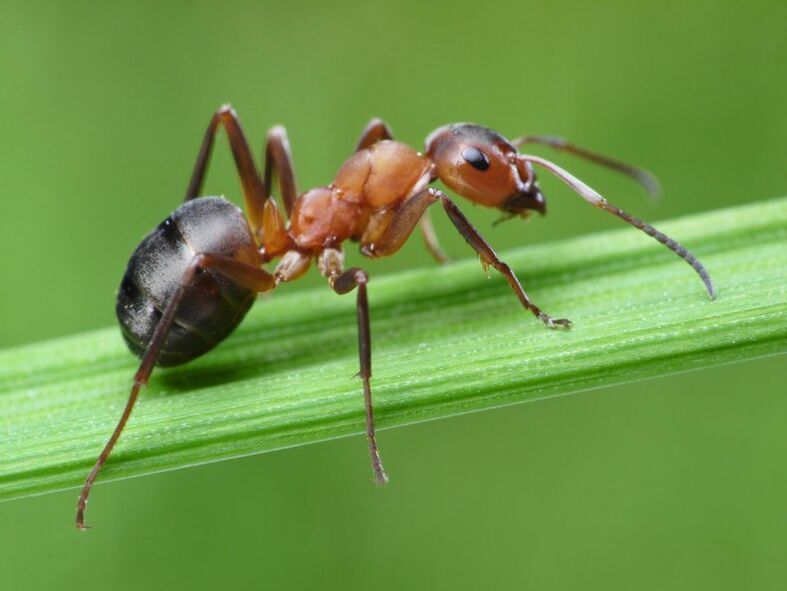 Ants and prostatitis treatment